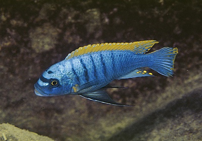 Maylandia fainzilberi 'Pombo Rocks'